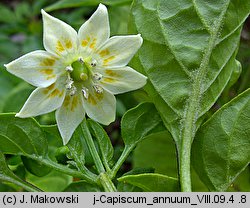 Capsicum annuum (papryka roczna)