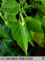 Capsicum annuum (papryka roczna)