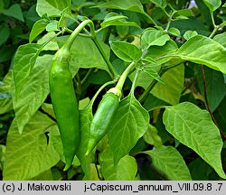 Capsicum annuum (papryka roczna)