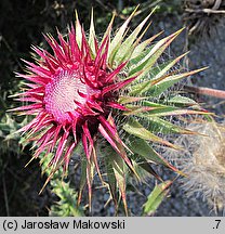 Carduus nutans (oset zwisły)