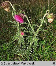 Carduus nutans (oset zwisły)