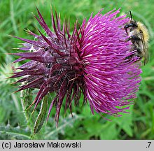 Carduus nutans (oset zwisły)