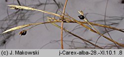 Carex alba (turzyca biała)