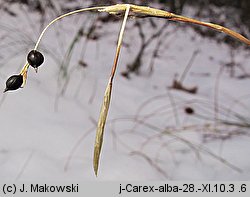 Carex alba (turzyca biała)