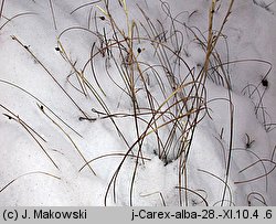 Carex alba (turzyca biała)