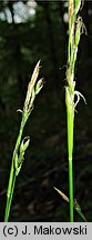 Carex alba (turzyca biała)