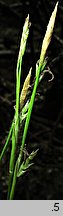 Carex alba (turzyca biała)