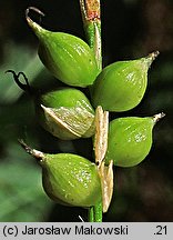 Carex alba (turzyca biała)