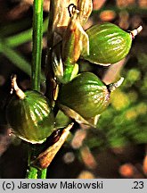 Carex alba (turzyca biała)