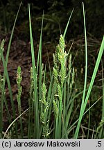 Carex canescens (turzyca siwa)