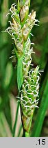 Carex canescens (turzyca siwa)