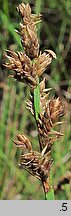 Carex canescens (turzyca siwa)