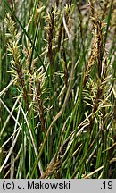 Carex davalliana (turzyca Davalla)