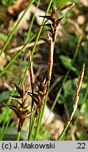 Carex davalliana (turzyca Davalla)