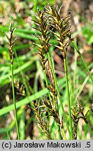 Carex davalliana (turzyca Davalla)