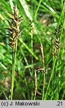 Carex davalliana (turzyca Davalla)