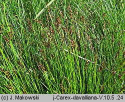 Carex davalliana (turzyca Davalla)