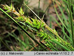 Carex echinata (turzyca gwiazdkowata)