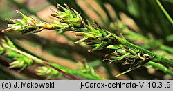 Carex echinata (turzyca gwiazdkowata)