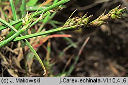 Carex echinata (turzyca gwiazdkowata)