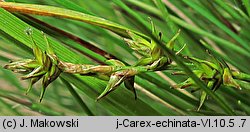 Carex echinata (turzyca gwiazdkowata)