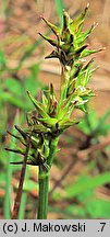 Carex echinata (turzyca gwiazdkowata)