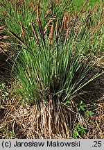 Carex elata (turzyca sztywna)