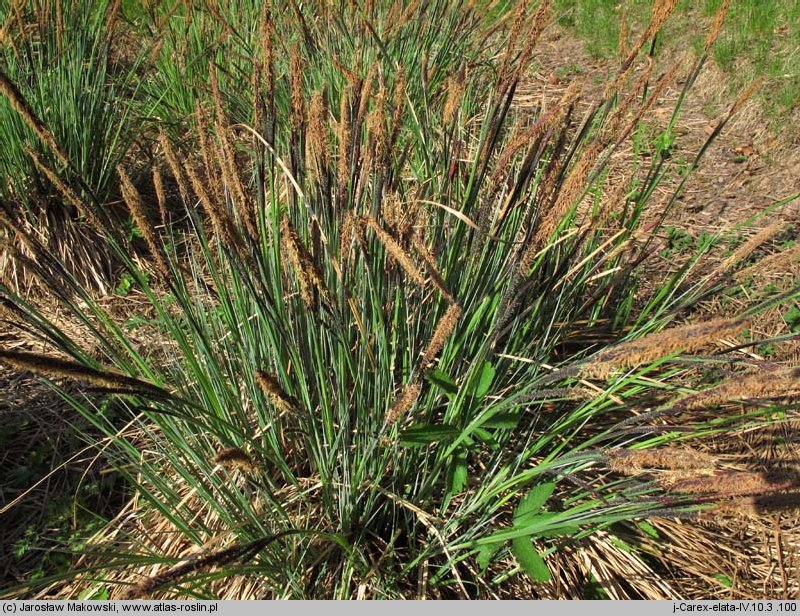 Carex elata (turzyca sztywna)