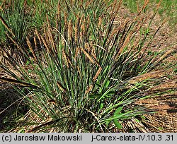 Carex elata (turzyca sztywna)