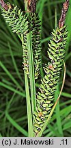 Carex elata (turzyca sztywna)