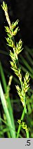 Carex elongata (turzyca długokłosa)