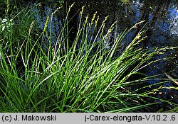 Carex elongata (turzyca długokłosa)