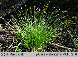 Carex elongata (turzyca długokłosa)