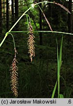 Carex flacca (turzyca sina)