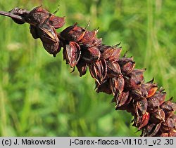 Carex flacca (turzyca sina)