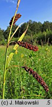 Carex flacca (turzyca sina)