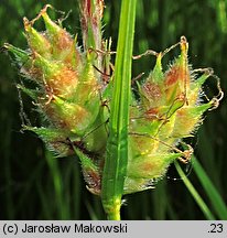 Carex hirta (turzyca owłosiona)