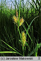 Carex hirta (turzyca owłosiona)