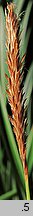 Carex morrowii (turzyca japońska)