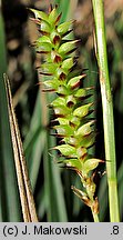 Carex morrowii (turzyca japońska)