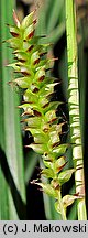 Carex morrowii (turzyca japońska)