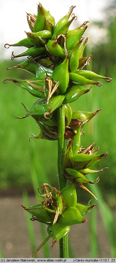 Carex muricata s.str.