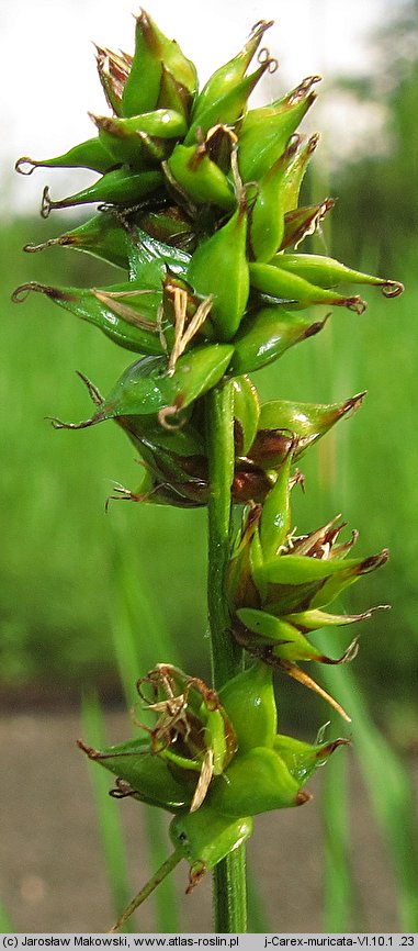 Carex muricata