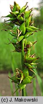 Carex muricata