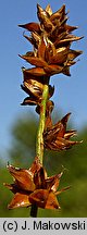 Carex muricata