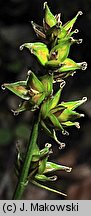 Carex muricata s.str.