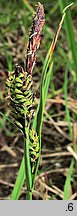 Carex nigra (turzyca pospolita)