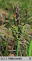 Carex nigra (turzyca pospolita)