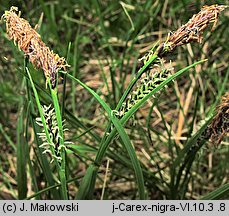 Carex nigra (turzyca pospolita)