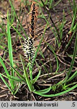 Carex nigra (turzyca pospolita)